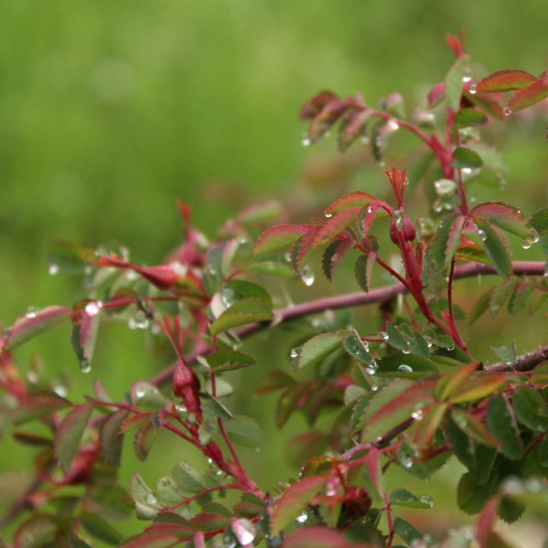 Poils Collants D'une Plante De Rosée Solaire Dans Wilmot New Hampshire  Photo stock - Image du enzymes, amérique: 277935838