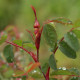 Rosa sertata var. sertata