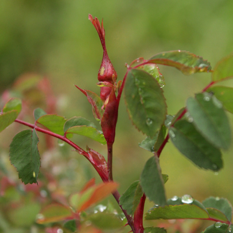 Poils Collants D'une Plante De Rosée Solaire Dans Wilmot New Hampshire  Photo stock - Image du enzymes, amérique: 277935838