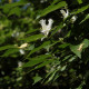 Lonicera maackii