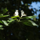 Lonicera maackii