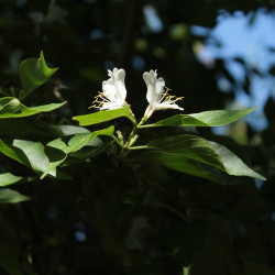 Lonicera maackii