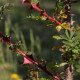 Rosa x pteragonis