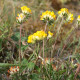 Anthyllis vulneraria