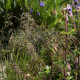 Festuca amethystina 'Aprilgrün'