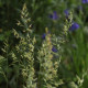 Festuca yvesii subsp. yvesii