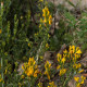 Genista tinctoria