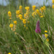 Trifolium rubens