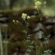 Thalictrum flavum ssp. glaucum