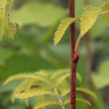 Sorbus aucuparia 'Beissneri'