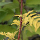 Sorbus aucuparia 'Beissneri'