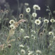 Scabiosa ochroleuca