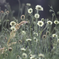 Scabiosa ochroleuca