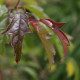 Malus x micromalus