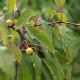 Malus x micromalus