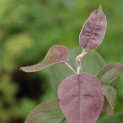 Malus 'Neville Copeman'