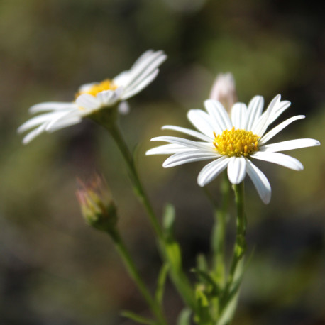 Kalimeris pinnatifida