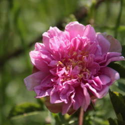 Rosa majalis 'Foecundissima'
