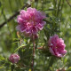 Rosa majalis 'Foecundissima'