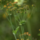 Bupleurum longifolium