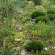 Festuca gautieri