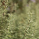 Artemisia pontica