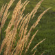 Calamagrostis acutiflora x 'Karl Foerster'