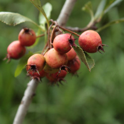 Crataegus punctata