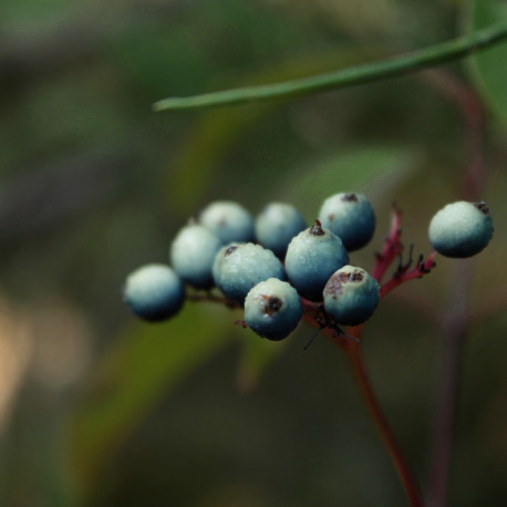 Cornus amomum