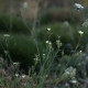 Dianthus knappii