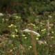 Dianthus knappii