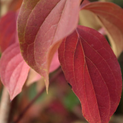 Cornus walteri