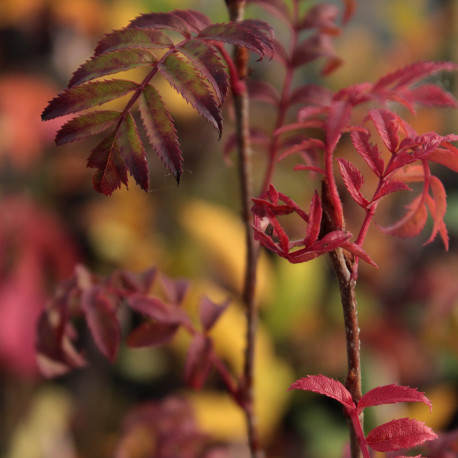 Sorbus 'Rose Queen'