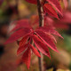 Sorbus 'Rose Queen'