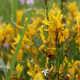 Genista tinctoria