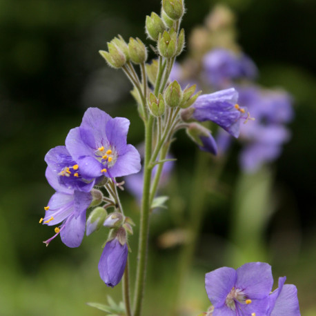 Polemonium caeruleum