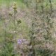 Polemonium caeruleum