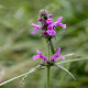 Betonica officinalis