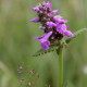 Betonica officinalis