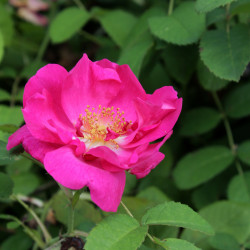 Rosa gallica 'Officinalis'