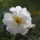 Rosa pimpinellifolia 'Plena'