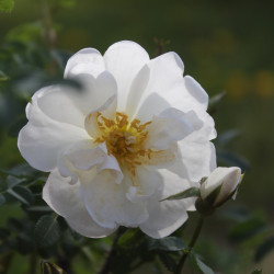 Rosa pimpinellifolia 'Plena'