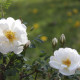 Rosa pimpinellifolia 'Plena'