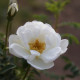 Rosa pimpinellifolia 'Plena'