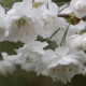 Prunus avium 'Plena'