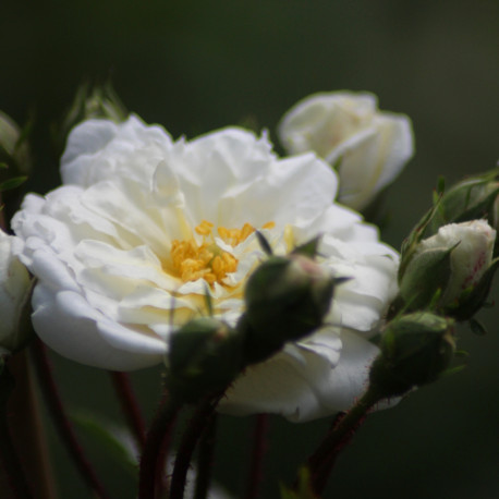 Rosa arvensis 'Plena'