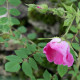 Rosa holodontha