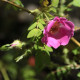 Rosa holodontha