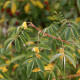 Rosa silenidiflora