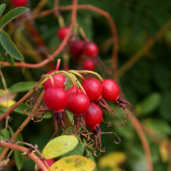 Rosa silenidiflora